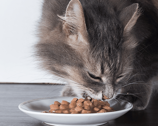 Katze frisst Nassfutter aus Schale