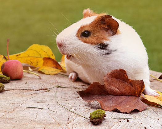 Mehrfarbiges Meerschweinchen mit Apfel